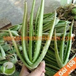 100 Cây Nha Đam Giống Thái Aloe Vera
