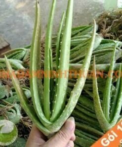 100 Cây Nha Đam Giống Thái Aloe Vera