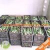1000 Cây Nha Đam Giống Thái Aloe Vera
