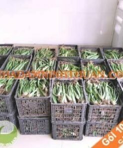 1000 Cây Nha Đam Giống Thái Aloe Vera