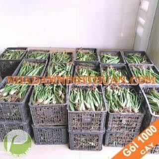 1000 Cây Nha Đam Giống Thái Aloe Vera