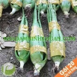 20 Cây Nha Đam Giống Thái 4 Đến 6 Tháng Tuổi