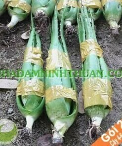 20 Cây Nha Đam Giống Thái 4 Đến 6 Tháng Tuổi