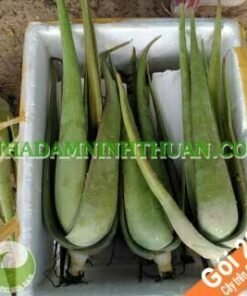 20 Cây Nha Đam Thái Giống Lớn Trên 6 Tháng Tuổi