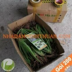 200 Cây Nha Đam Giống Thái Aloe Vera