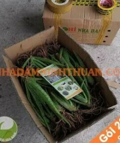 200 Cây Nha Đam Giống Thái Aloe Vera