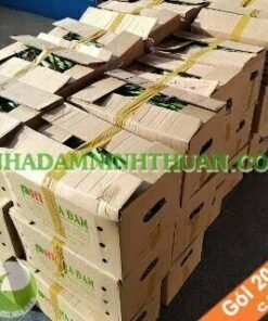 2000 Cây Nha Đam Giống Thái Aloe Vera