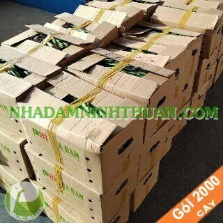 2000 Cây Nha Đam Giống Thái Aloe Vera