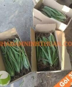 300 Cây Nha Đam Giống Thái Aloe Vera