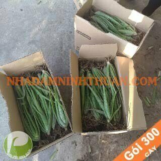 300 Cây Nha Đam Giống Thái Aloe Vera