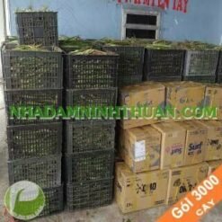 3000 Cây Nha Đam Giống Thái Aloe Vera