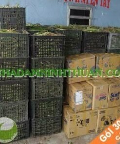 3000 Cây Nha Đam Giống Thái Aloe Vera