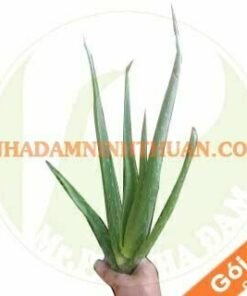 Goi 5 Cay nha dam giong thai