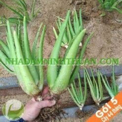 5 Cây Nha Đam Giống Thái 4 Đến 6 Tháng Tuổi