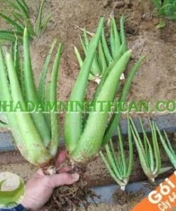 5 Cây Nha Đam Giống Thái 4 Đến 6 Tháng Tuổi