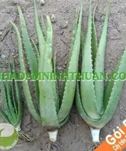 5 Cây Nha Đam Thái Giống Lớn Trên 6 Tháng Tuổi