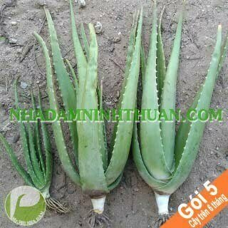 5 Cây Nha Đam Thái Giống Lớn Trên 6 Tháng Tuổi