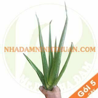 Goi 5 Cay nha dam giong thai