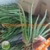 50 Cây Nha Đam Giống Thái Aloe Vera
