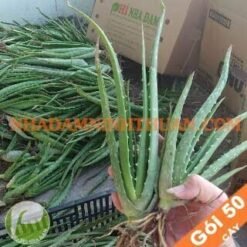50 Cây Nha Đam Giống Thái Aloe Vera