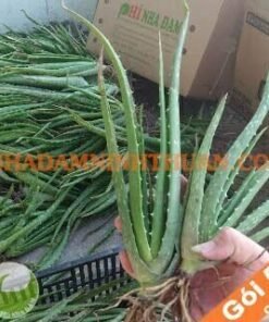 50 Cây Nha Đam Giống Thái Aloe Vera
