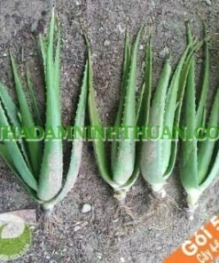 50 Cây Nha Đam Giống Thái 4 Đến 6 Tháng Tuổi
