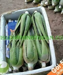 50 Cây Nha Đam Thái Giống Lớn Trên 6 Tháng Tuổi