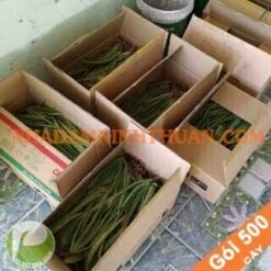500 Cây Nha Đam Giống Thái Aloe Vera