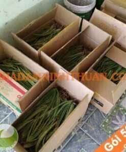 500 Cây Nha Đam Giống Thái Aloe Vera