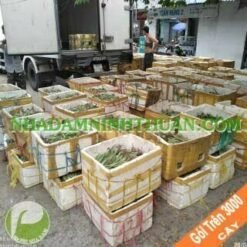 Nha Đam Giống Thái Gói Trên 3000 Cây