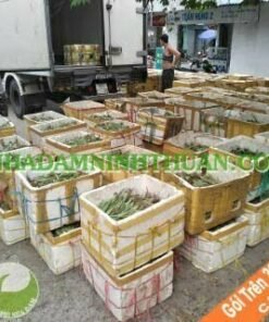Nha Đam Giống Thái Gói Trên 3000 Cây