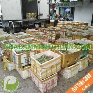 Nha Đam Giống Thái Gói Trên 3000 Cây