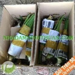 Nha Đam Giống Thái 4 Đến 6 Tháng Tuổi Trên 50 Cây