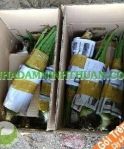 Nha Đam Giống Thái 4 Đến 6 Tháng Tuổi Trên 50 Cây