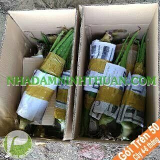 Nha Đam Giống Thái 4 Đến 6 Tháng Tuổi Trên 50 Cây
