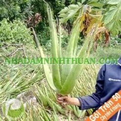 Nha Đam Lớn 6 Tháng Tuổi Trên 50 Cây