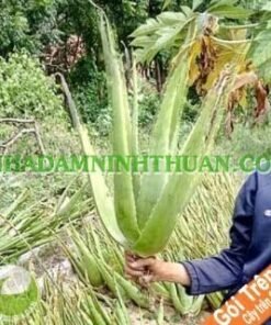 Nha Đam Lớn 6 Tháng Tuổi Trên 50 Cây