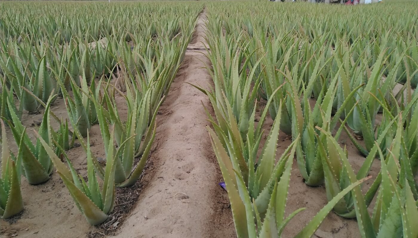 Cây lô hội: Nguồn gốc & Công dụng