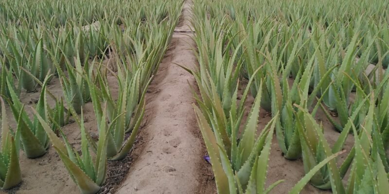 Cây lô hội: Nguồn gốc & Công dụng