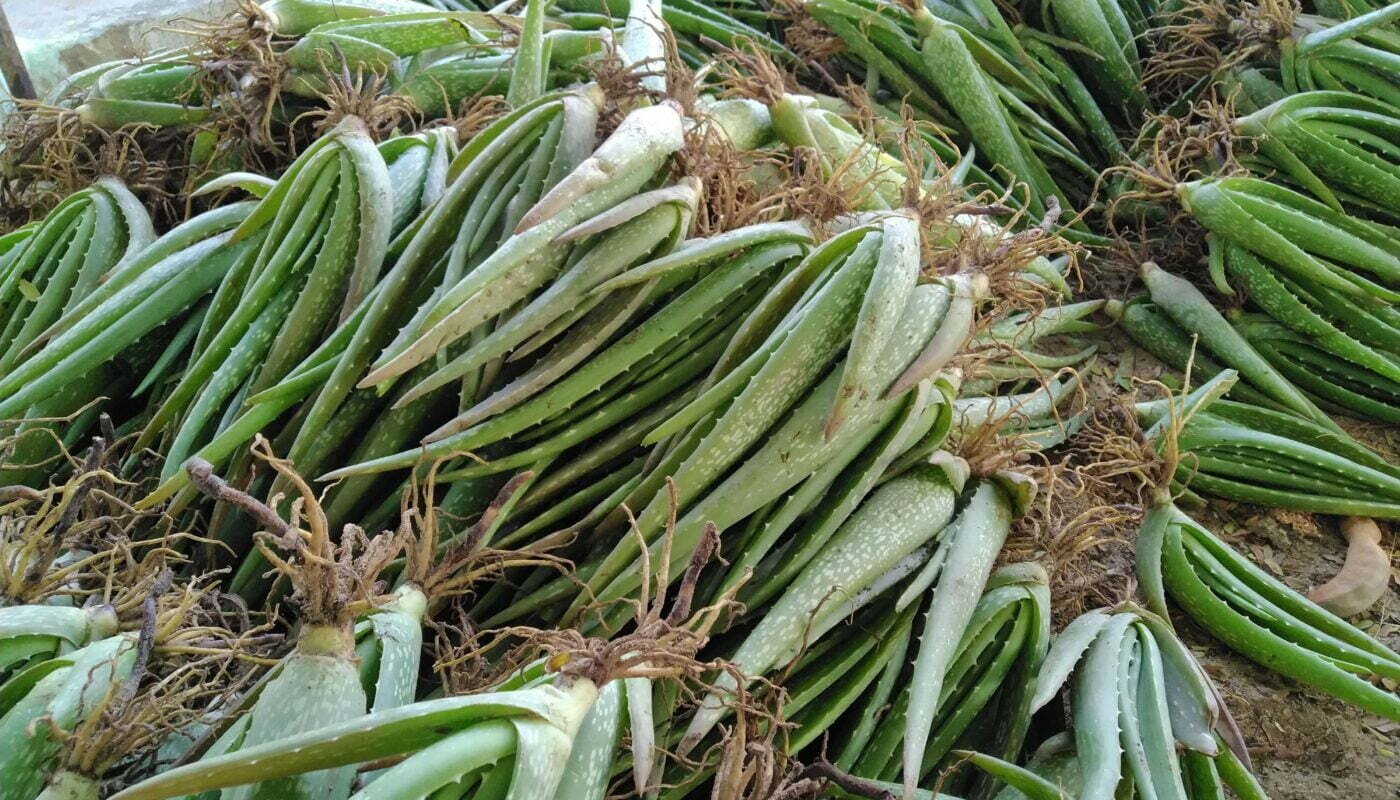 cây giống nha đam thái - phi nha đam