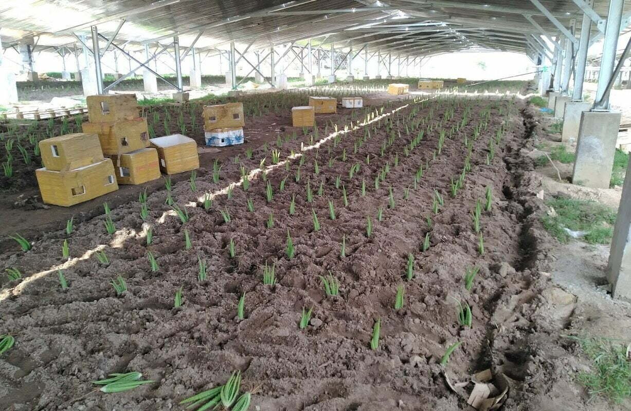 TRỒNG NHA ĐAM ÁP MÁI ĐIỆN MẶT TRỜI