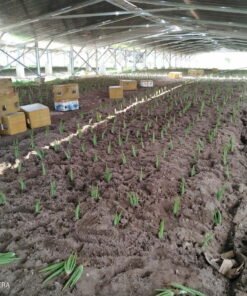 NHA ĐAM NHÀ ÁP MÁI ĐIỆN MẶT TRỜI