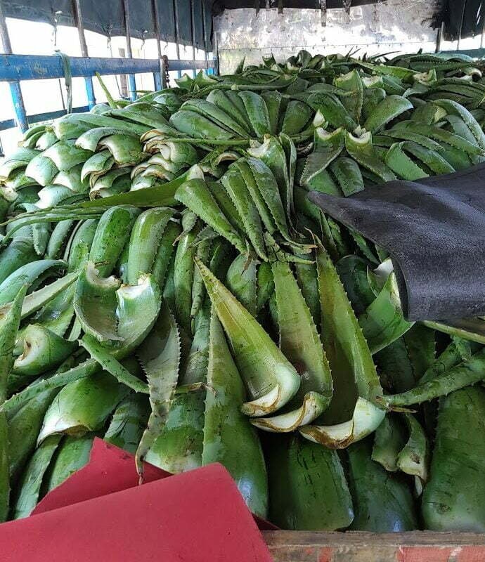 PHI NHA ĐAM – LÁ NHA ĐAM CÔNG TY