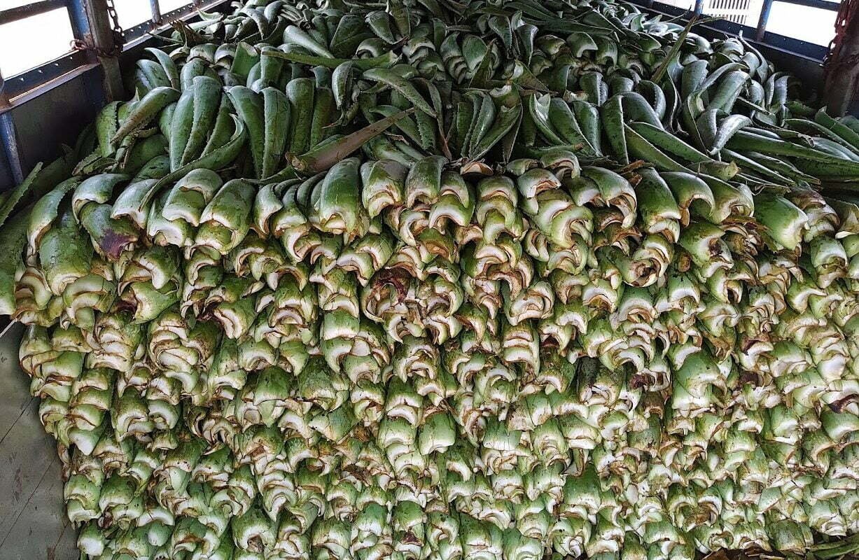 Nguyên Liệu Lá Nha Đam CUNG CẤP CÁC SẢN PHẨM LÁ NHA ĐAM THÁI