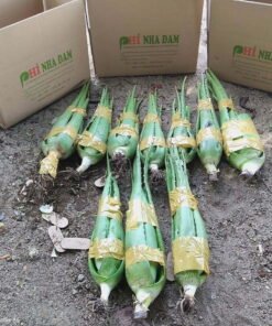 NHA ĐAM GIỐNG THÁI VƯỜN NHÀ