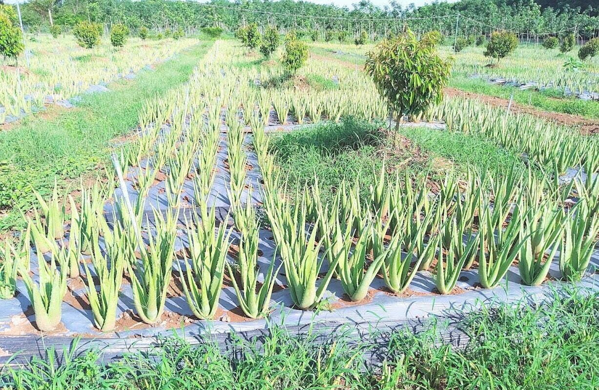 LÀM NHA ĐAM KINH TẾ VI MÔ