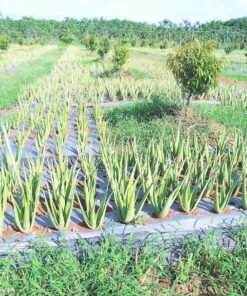 CÂY NHA ĐAM GIỐNG TRỒNG LÀM KINH TẾ