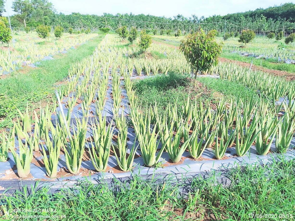 LÀM NHA ĐAM KINH TẾ VI MÔ