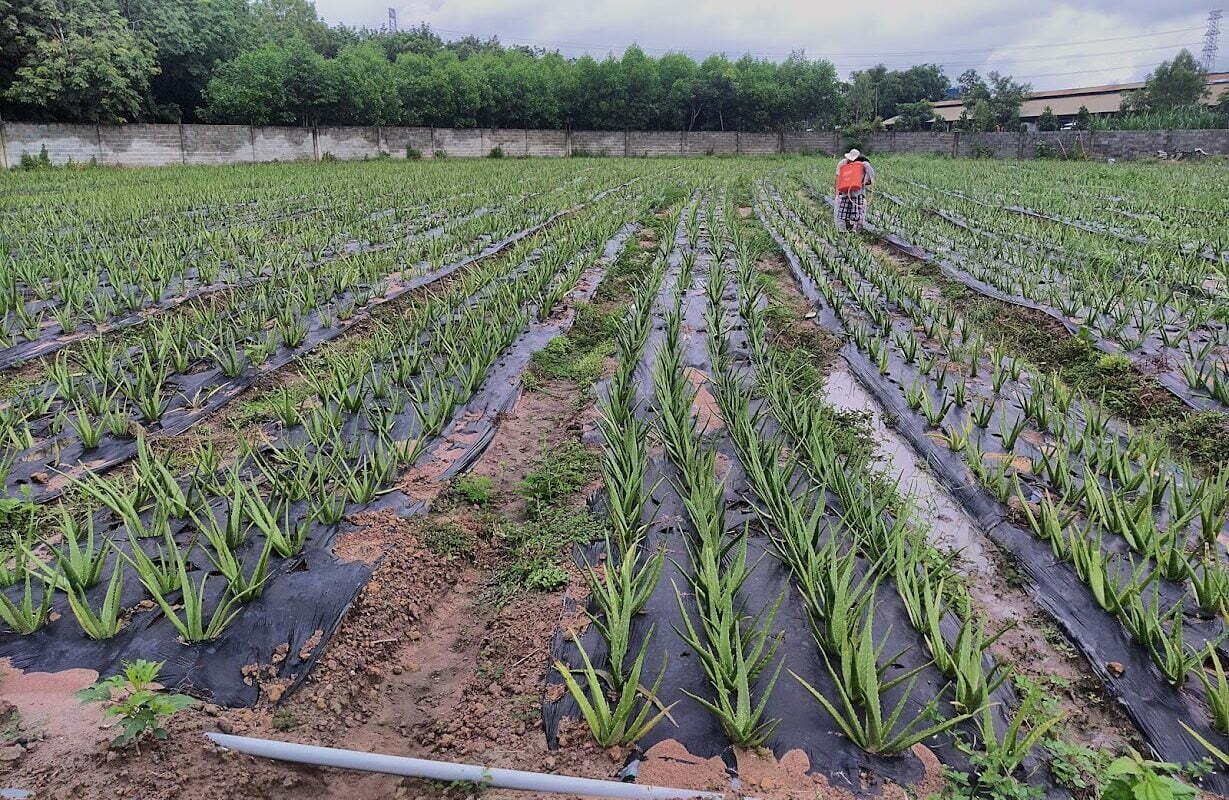 Xây dựng một vườn nha đam thái