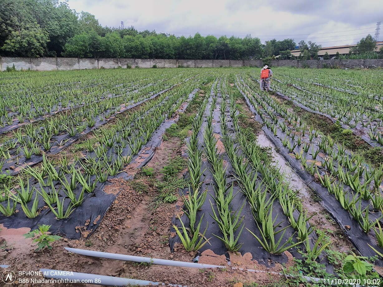 Xây dựng một vườn nha đam thái